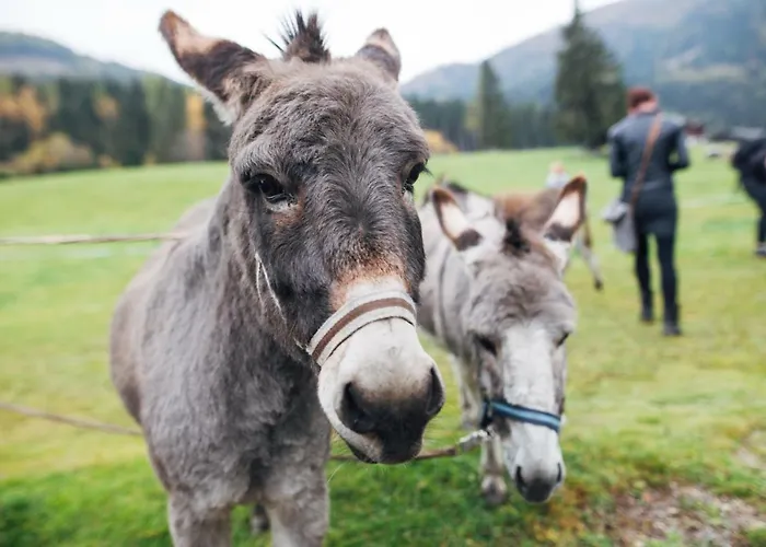 Der Kirchheimerhof Szálloda
